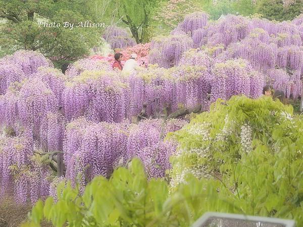 足利紫藤花