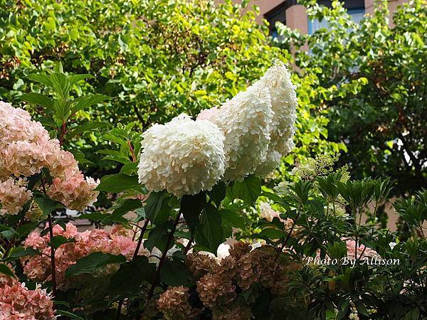 －＞巴黎一日自由行（上）： 巧遇繡球花 + 巴黎地鐵驚魂記 