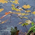 DSC05221.JPG