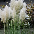 DSC05303.JPG