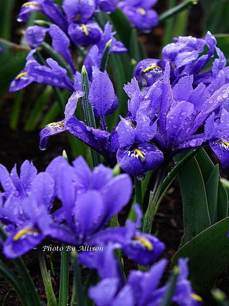 ※人間最美的春天在庫肯霍夫Keukenhof－世界上最大的鬱