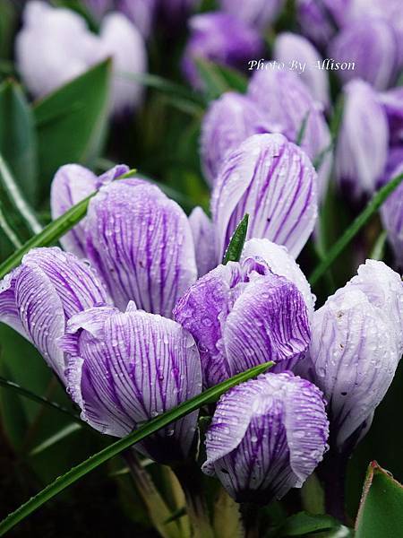 ※人間最美的春天在庫肯霍夫Keukenhof－世界上最大的鬱