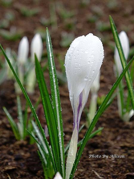 ※人間最美的春天在庫肯霍夫Keukenhof－世界上最大的鬱