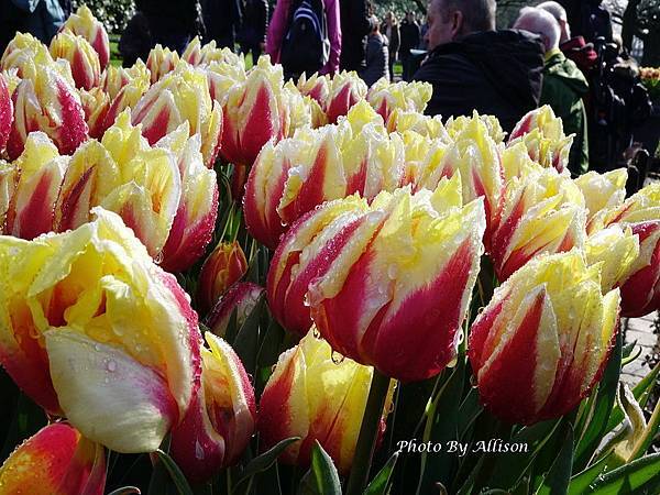 ※人間最美的春天在庫肯霍夫Keukenhof－世界上最大的鬱