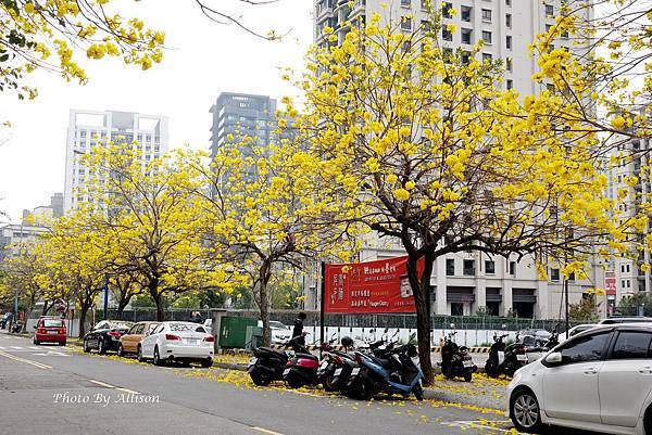 ※變身為最美街道－ 台中西屯  福科二路黃花風鈴木大爆開