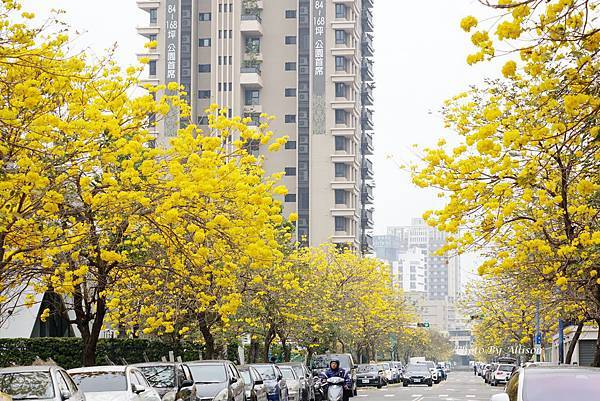 ※變身為最美街道－ 台中西屯  福科二路黃花風鈴木大爆開