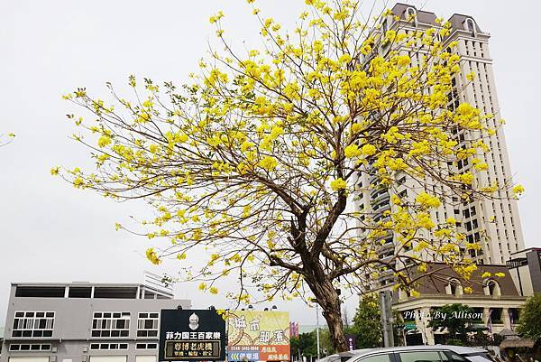 ※變身為最美街道－ 台中西屯  福科二路黃花風鈴木大爆開