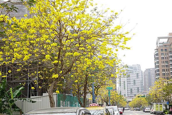 ※變身為最美街道－ 台中西屯  福科二路黃花風鈴木大爆開