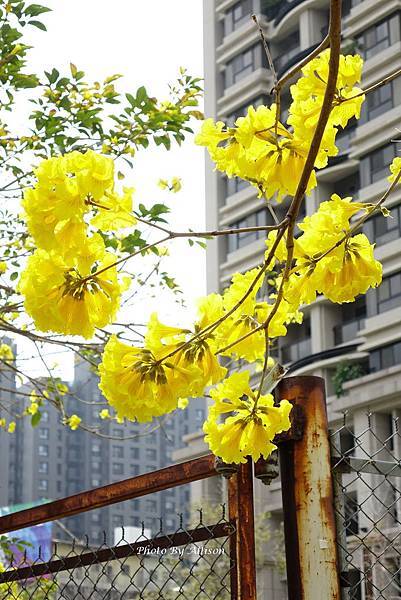 ※變身為最美街道－ 台中西屯  福科二路黃花風鈴木大爆開