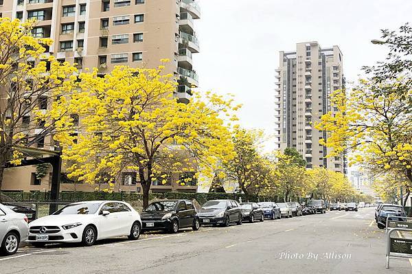 ※變身為最美街道－ 台中西屯  福科二路黃花風鈴木大爆開