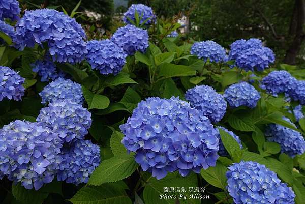 旅途中的藍色繡球花 微風輕拂 痞客邦 旅途中的藍色繡球花 微風輕拂 痞客邦