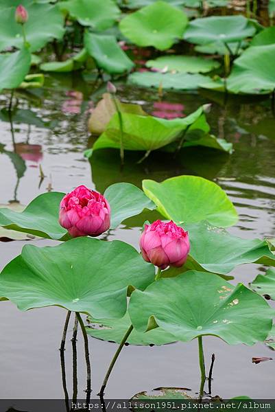 DSC05131.JPG