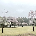IMG_8862.JPG