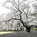 IMG_8810.JPG