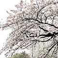 IMG_8811.JPG