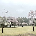 IMG_8862.JPG