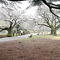 IMG_8858.JPG