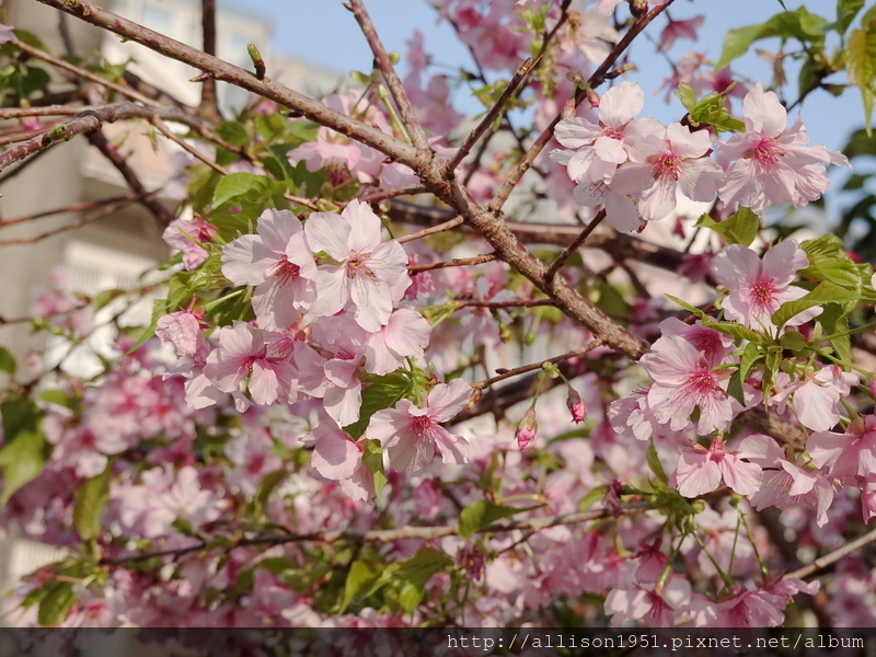 DSC02638.JPG - 2023花卉攝影
