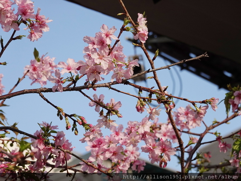 DSC02637.JPG - 2023花卉攝影