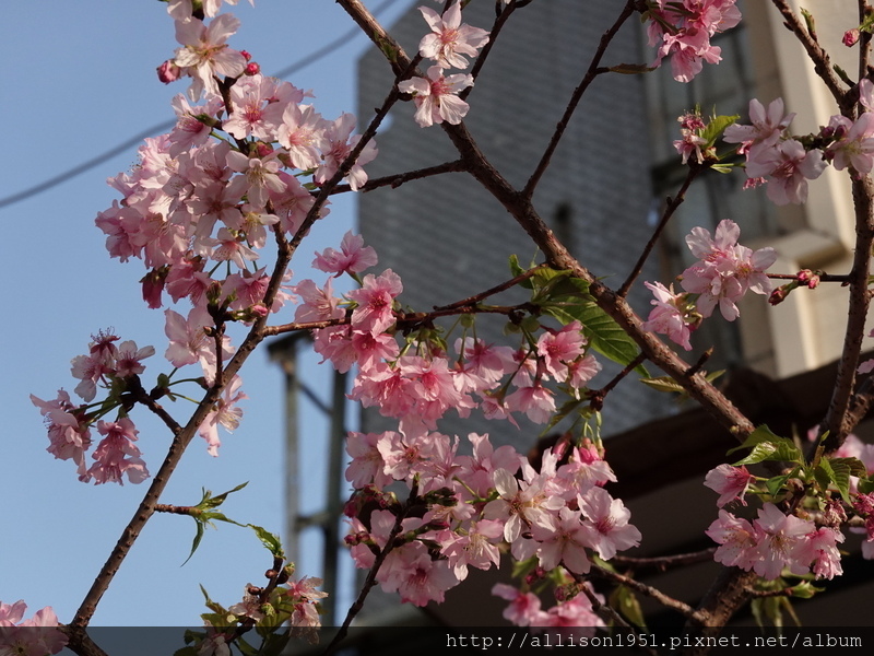 DSC02636.JPG - 2023花卉攝影