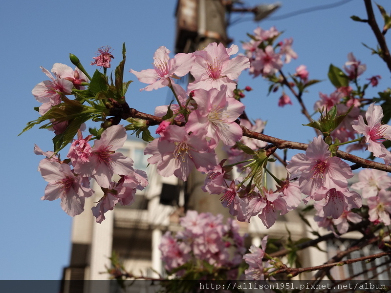 DSC02640.JPG - 2023花卉攝影