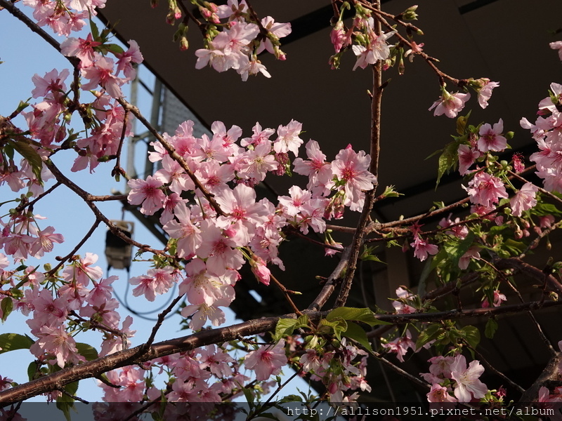 DSC02641.JPG - 2023花卉攝影
