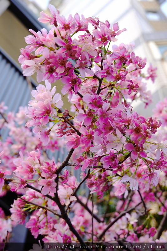 DSC02554.JPG - 2023花卉攝影