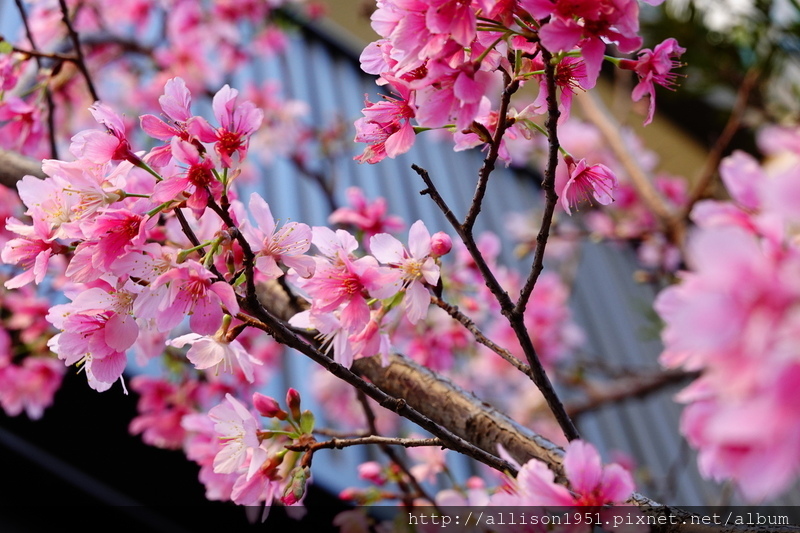 DSC02560.JPG - 2023花卉攝影