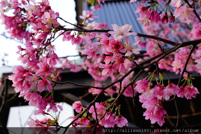 DSC02562.JPG - 2023花卉攝影