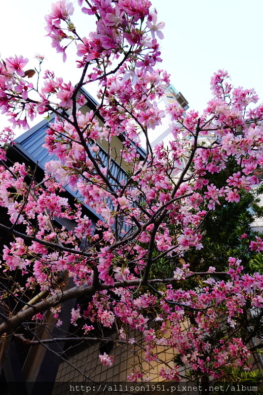 DSC02566.JPG - 2023花卉攝影