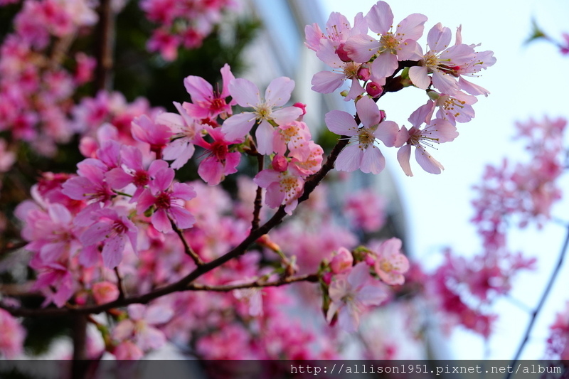 DSC02569.JPG - 2023花卉攝影