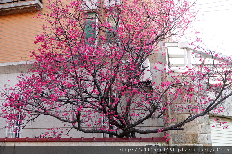 DSC02607.JPG - 2023花卉攝影
