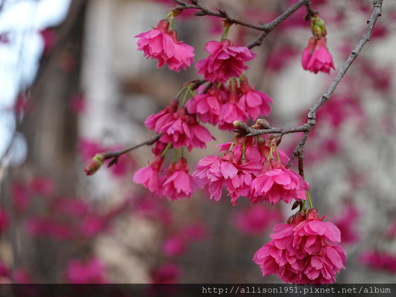 DSC02647.JPG - 2023花卉攝影