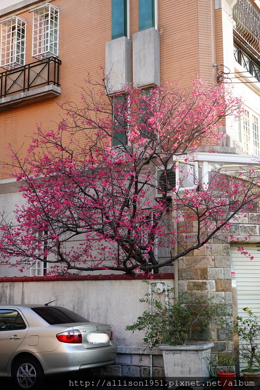 DSC02604.JPG - 2023花卉攝影