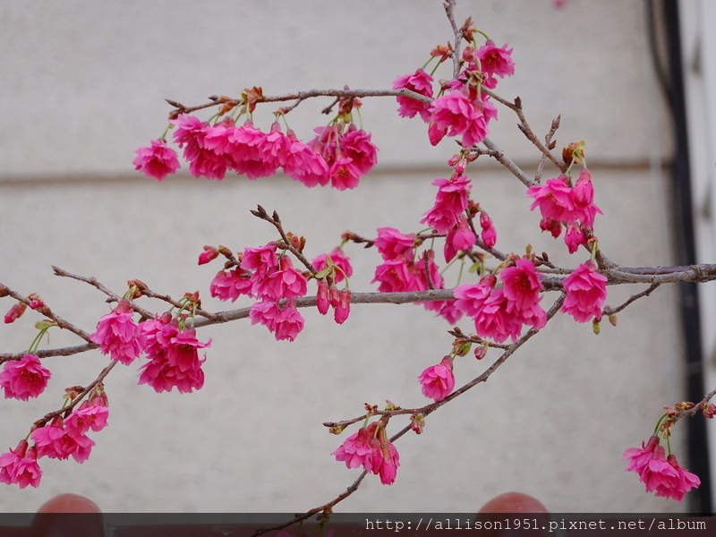 DSC02660.JPG - 2023花卉攝影