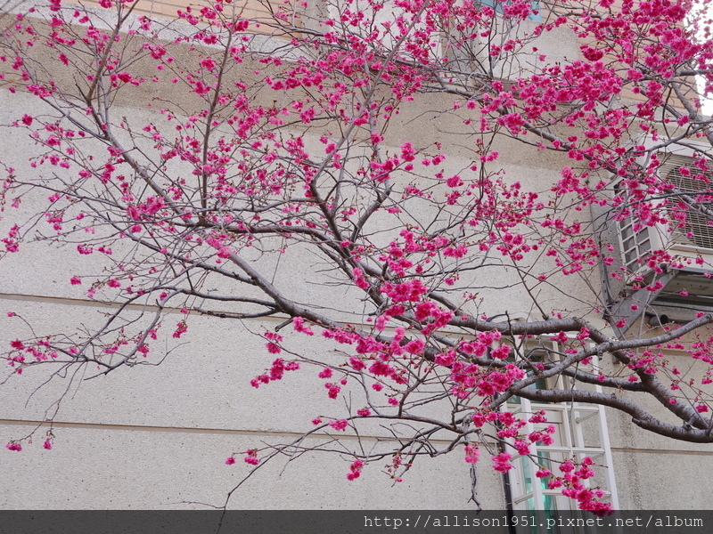 DSC02659.JPG - 2023花卉攝影