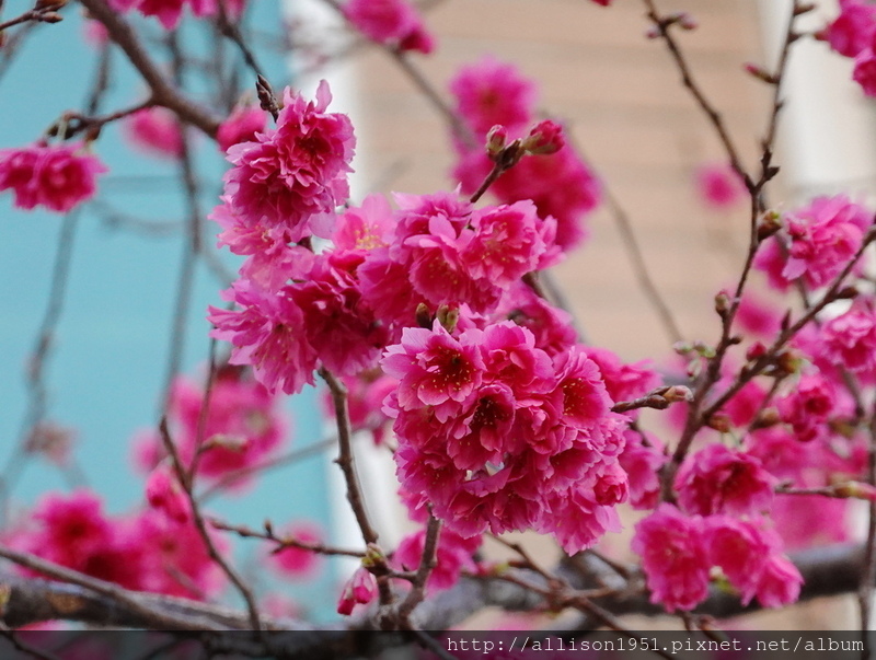 DSC02594.JPG - 2023花卉攝影