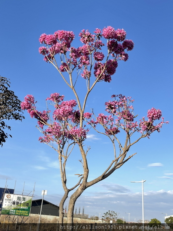 IMG_6956.JPG - 2023花卉攝影