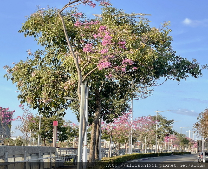 IMG_6958.JPG - 2023花卉攝影