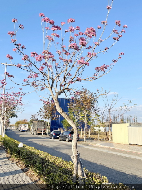 IMG_6960.JPG - 2023花卉攝影