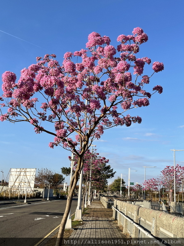 IMG_6976.JPG - 2023花卉攝影