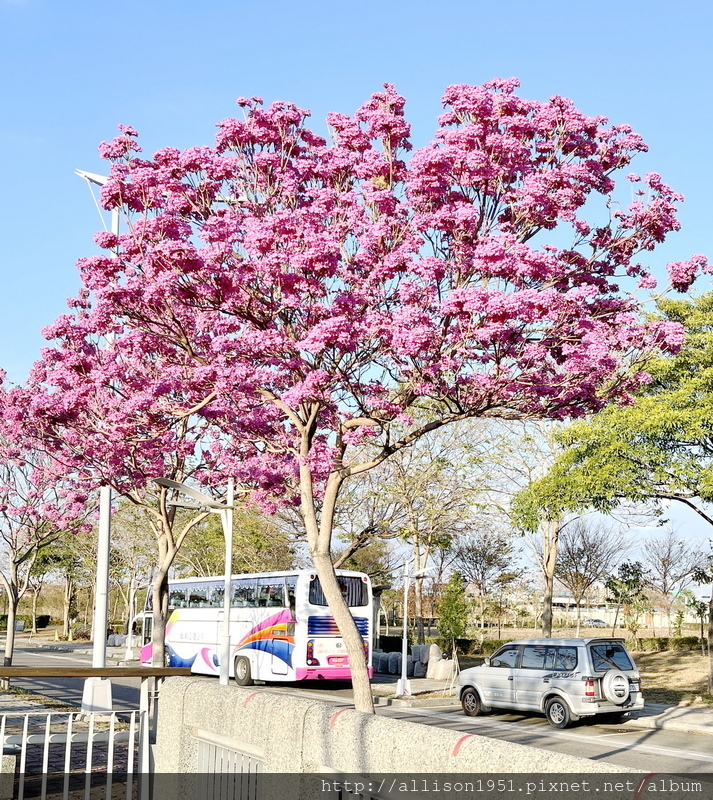IMG_6981.JPG - 2023花卉攝影