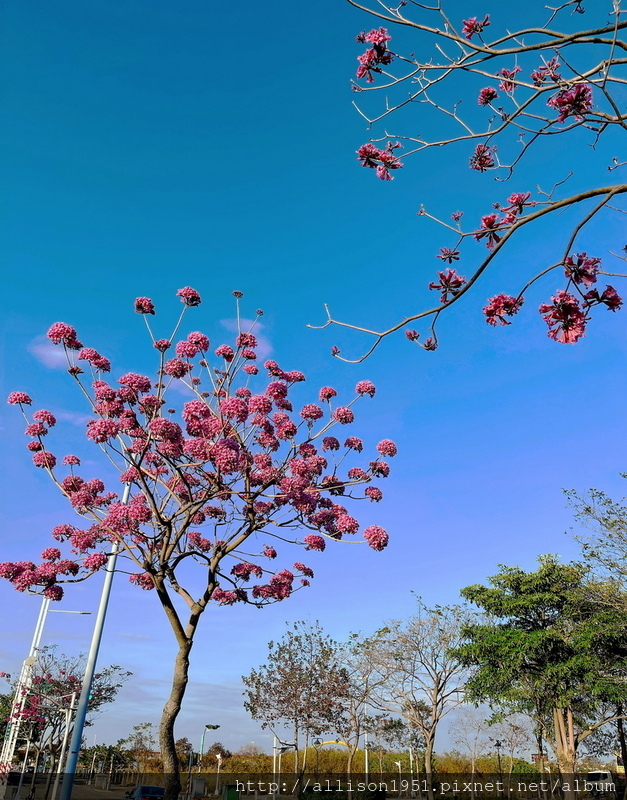 IMG_6984.JPG - 2023花卉攝影