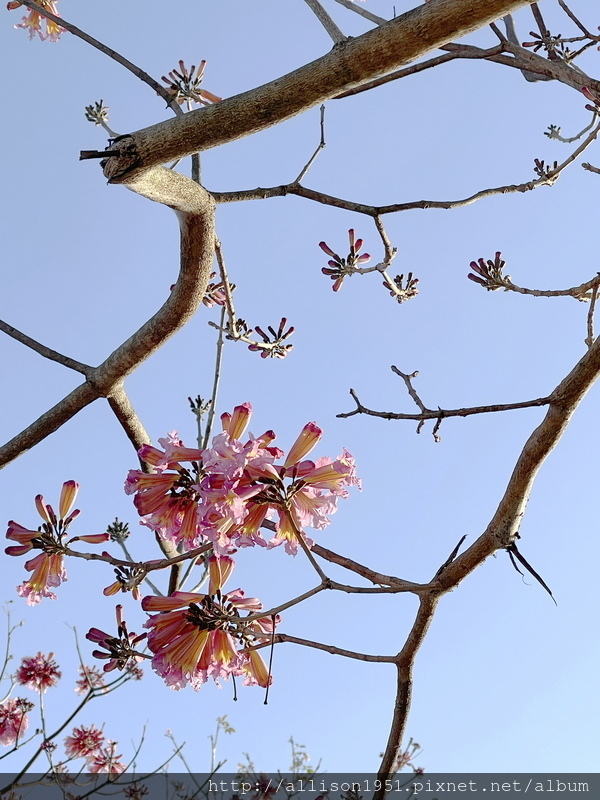 IMG_6994.JPG - 2023花卉攝影