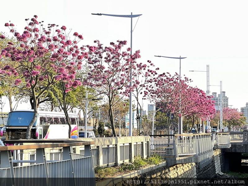 IMG_6996.JPG - 2023花卉攝影