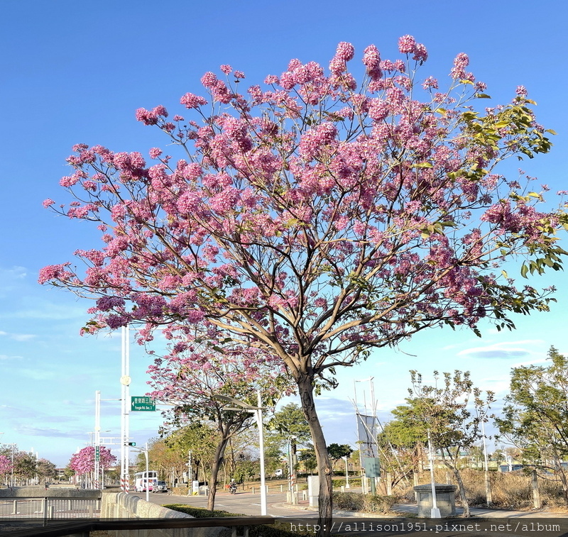 IMG_E6967.JPG - 2023花卉攝影