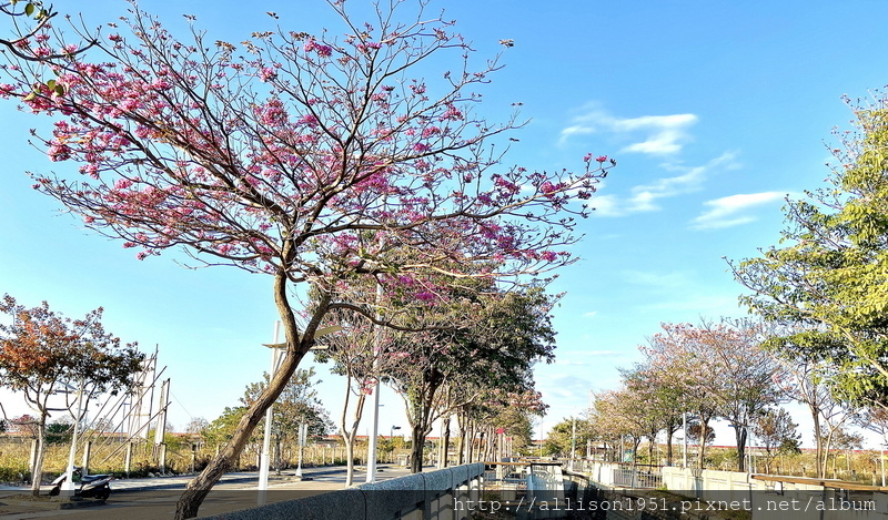 IMG_E6987.JPG - 2023花卉攝影