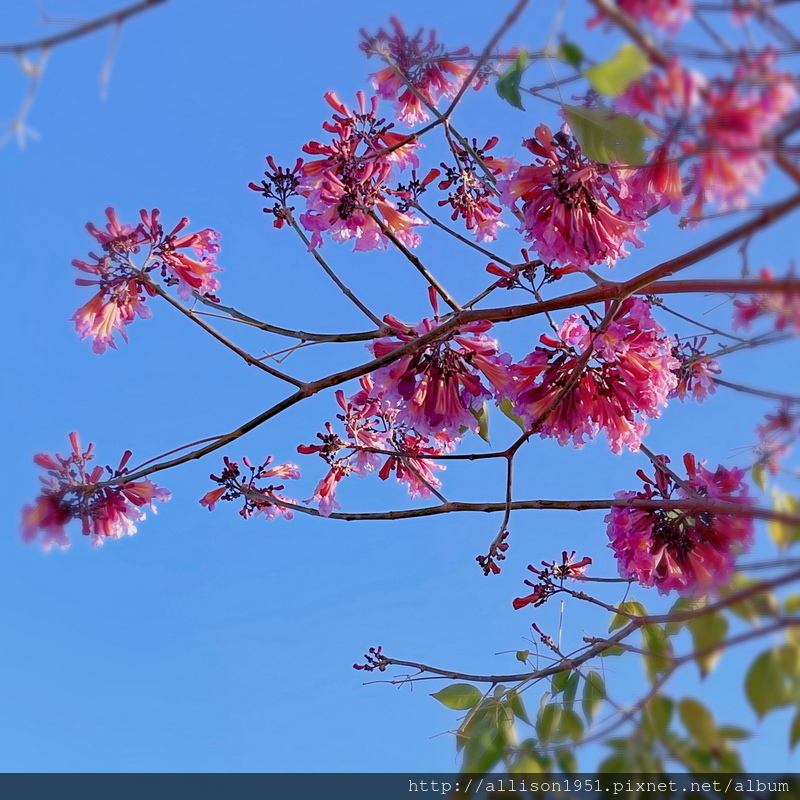 TNFE9555.JPG - 2023花卉攝影