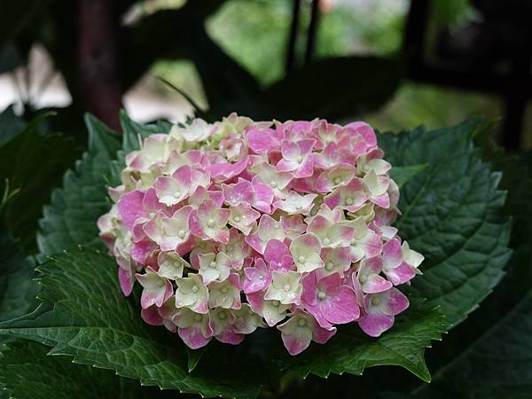 DSC04263.JPG