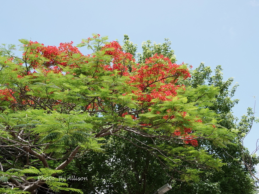 DSC04386.JPG